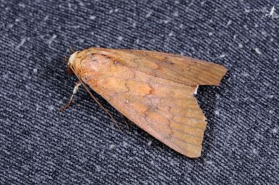 Rusicada nigritarsis 雄蟲