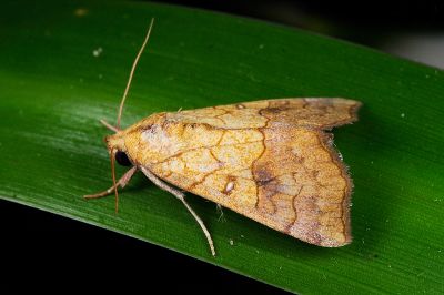 淋黃橋裳蛾 Cosmophila lyona 雄蟲