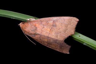 Rusicada privata 雄蟲