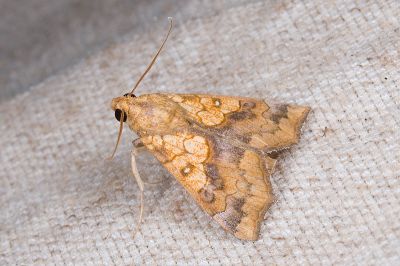 淋黃橋裳蛾 Cosmophila lyona 雄蟲