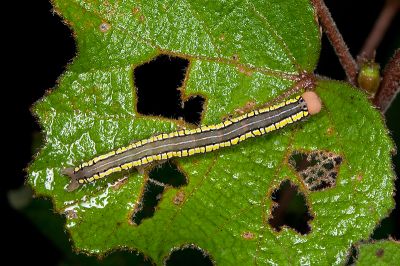 Rusicada fulvida