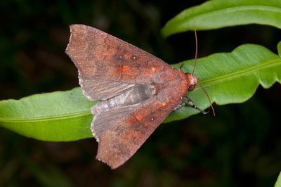 Rusicada privata 雄蟲