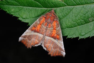 棘翅裳蛾 Scoliopteryx libatrix 雄蟲