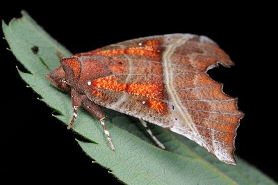 棘翅裳蛾 Scoliopteryx libatrix 雄蟲