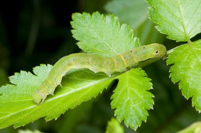 Gonitis mesogona