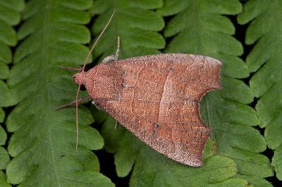 Gonitis mesogona 雄蟲