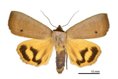 乳褐暗影裳蛾 Isoura fuscicollis 雄蟲
