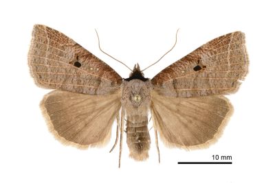 岸田影裳蛾 Lygephila dorsigera 雄蟲