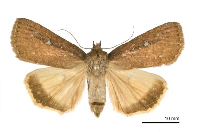 明池閂裳蛾 Perinaenia mingchyrica 雌蟲