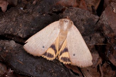 乳褐暗影裳蛾 Isoura fuscicollis 雄蟲
