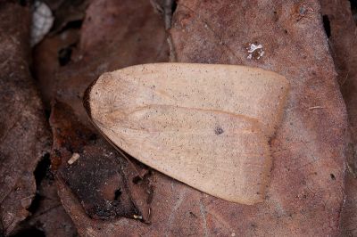 乳褐暗影裳蛾 Isoura fuscicollis 雄蟲