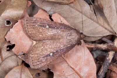 明池閂裳蛾 Perinaenia mingchyrica 雄蟲