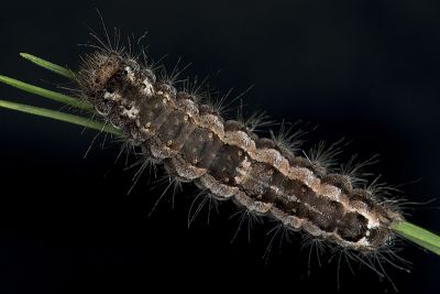杉氏絡毒蛾 Lymantria sugii