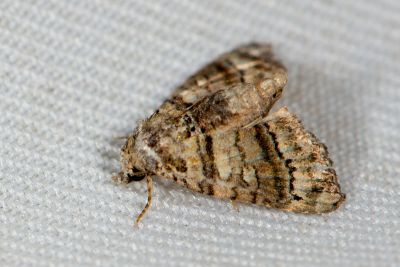 橫帶小尾蛾 Chlumetia transversa 雄蟲