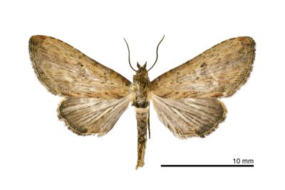 Anigraea rubida 雄蟲