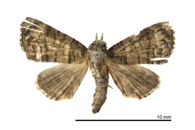 橫帶小尾蛾 Chlumetia transversa 雄蟲