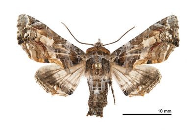鹿尾夜蛾 Eutelia adulatricoides 雄蟲