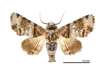 頂斑仙尾蛾 Aplotelia diplographa 雄蟲
