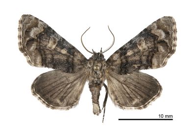 鉤尾夜蛾 Eutelia hamulatrix 雄蟲