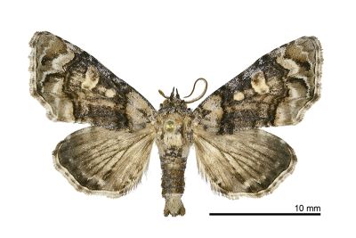鉤尾夜蛾 Eutelia hamulatrix 雄蟲