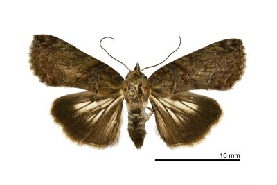 半脊蕊尾蛾 Lophoptera hemithyris 雌蟲