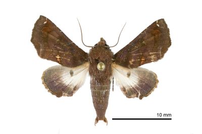 紅棕重尾夜蛾 Penicillaria simplex 雄蟲
