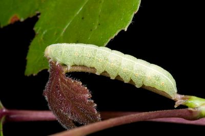 鹿尾夜蛾 Eutelia adulatricoides