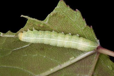 鹿尾夜蛾 Eutelia adulatricoides