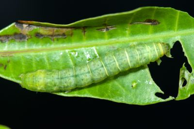 Penicillaria jocosatrix