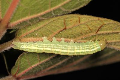 黯薄裳蛾 Mecodina cineracea