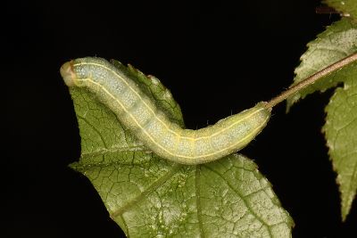 鹿尾夜蛾 Eutelia adulatricoides