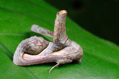 冠娛尾蛾 Paectes cristatrix 雄蟲