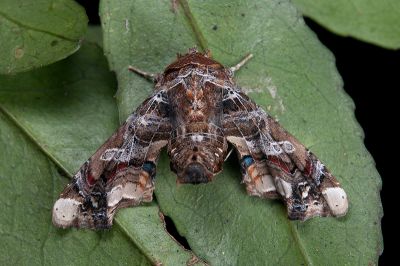 鹿尾夜蛾 Eutelia adulatricoides 雄蟲