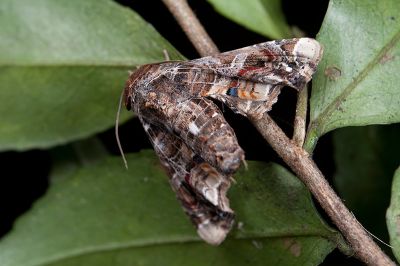 鹿尾夜蛾 Eutelia adulatricoides 雌蟲