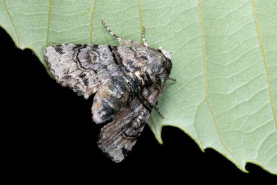 頂斑仙尾蛾 Aplotelia diplographa 雌蟲