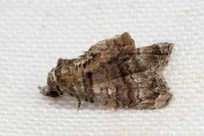 橫帶小尾蛾 Chlumetia transversa 雄蟲