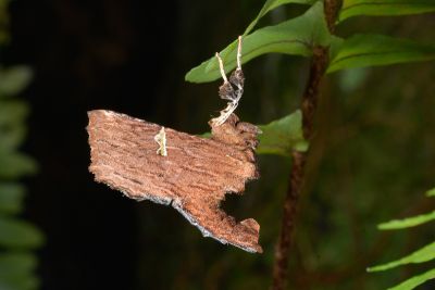 青波尾夜蛾 Phalga clarirena 雄蟲