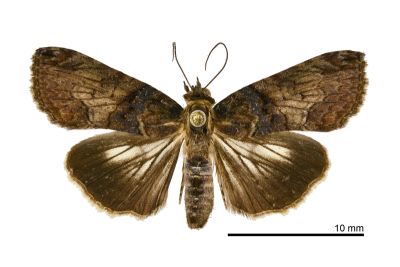 半脊蕊尾蛾 Lophoptera hemithyris 雌蟲