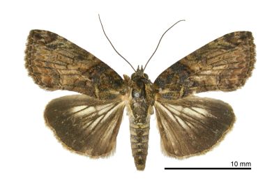 半脊蕊尾蛾 Lophoptera hemithyris 雄蟲