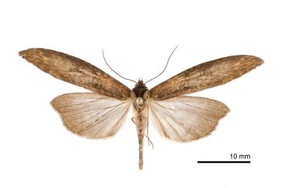 長翅脊蕊尾蛾 Lophoptera longipennis 雄蟲