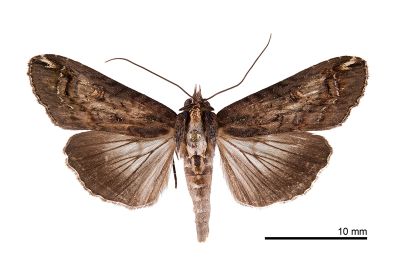 Lophoptera nama 雌蟲