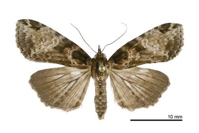 白灰夕蕊尾蛾 Sigmuncus albigrisea 雌蟲