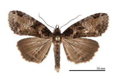 白灰夕蕊尾蛾 Sigmuncus albigrisea 雄蟲