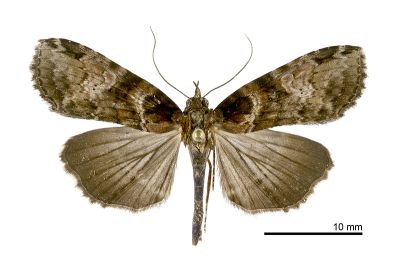 白灰夕蕊尾蛾 Sigmuncus albigrisea 雄蟲