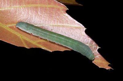 白灰夕蕊尾蛾 Sigmuncus albigrisea