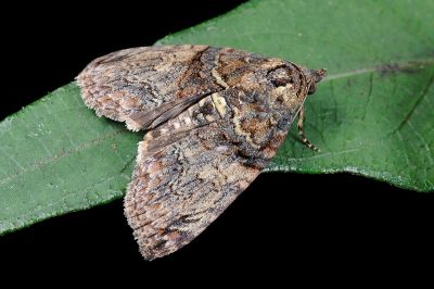 半脊蕊尾蛾 Lophoptera hemithyris 雌蟲