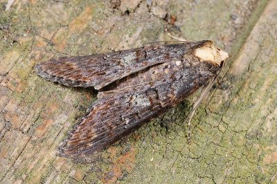 長翅脊蕊尾蛾 Lophoptera longipennis 雌蟲