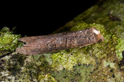 長翅脊蕊尾蛾 Lophoptera longipennis 雄蟲