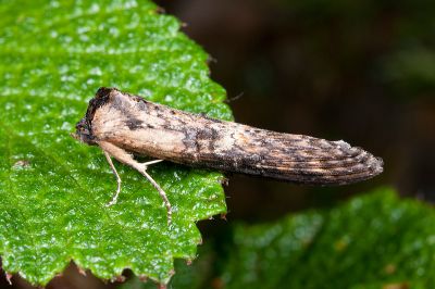 長翅脊蕊尾蛾 Lophoptera longipennis 雄蟲