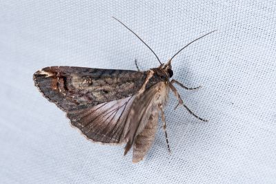 Lophoptera nama 雌蟲